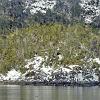 Southern Beech trees growing in the snow